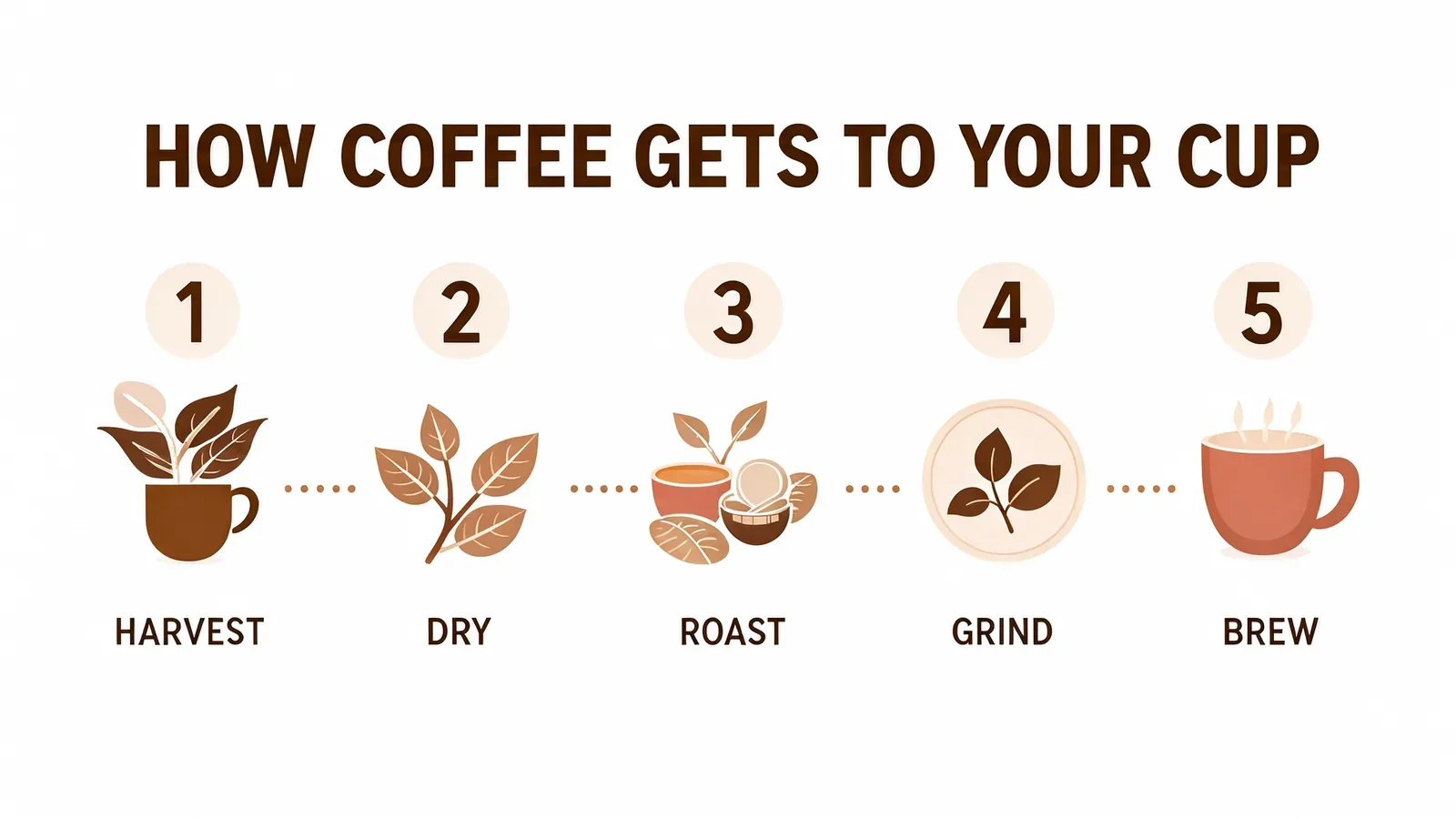 How coffee gets to your cup, in five steps