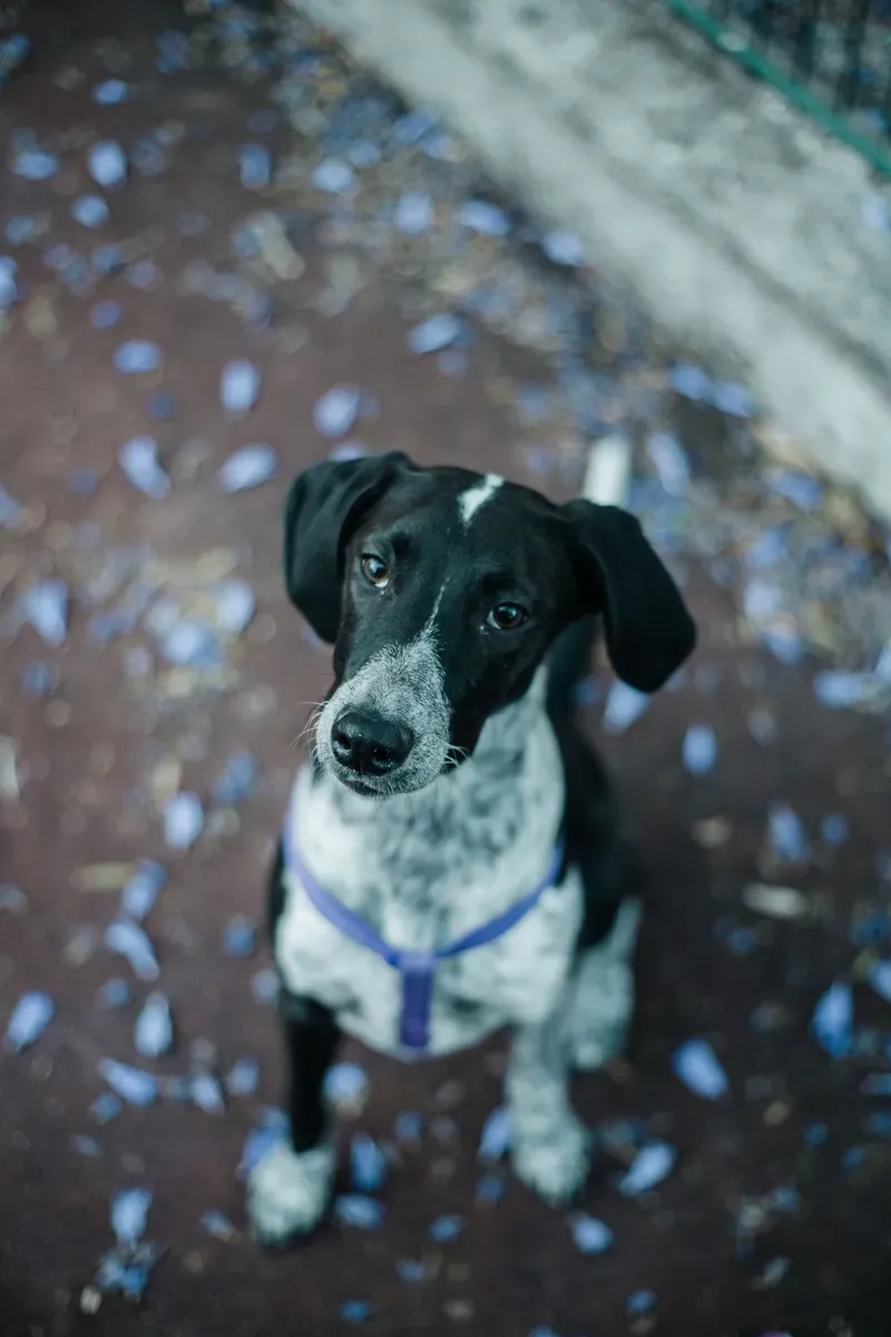 A dog looking up at the camera