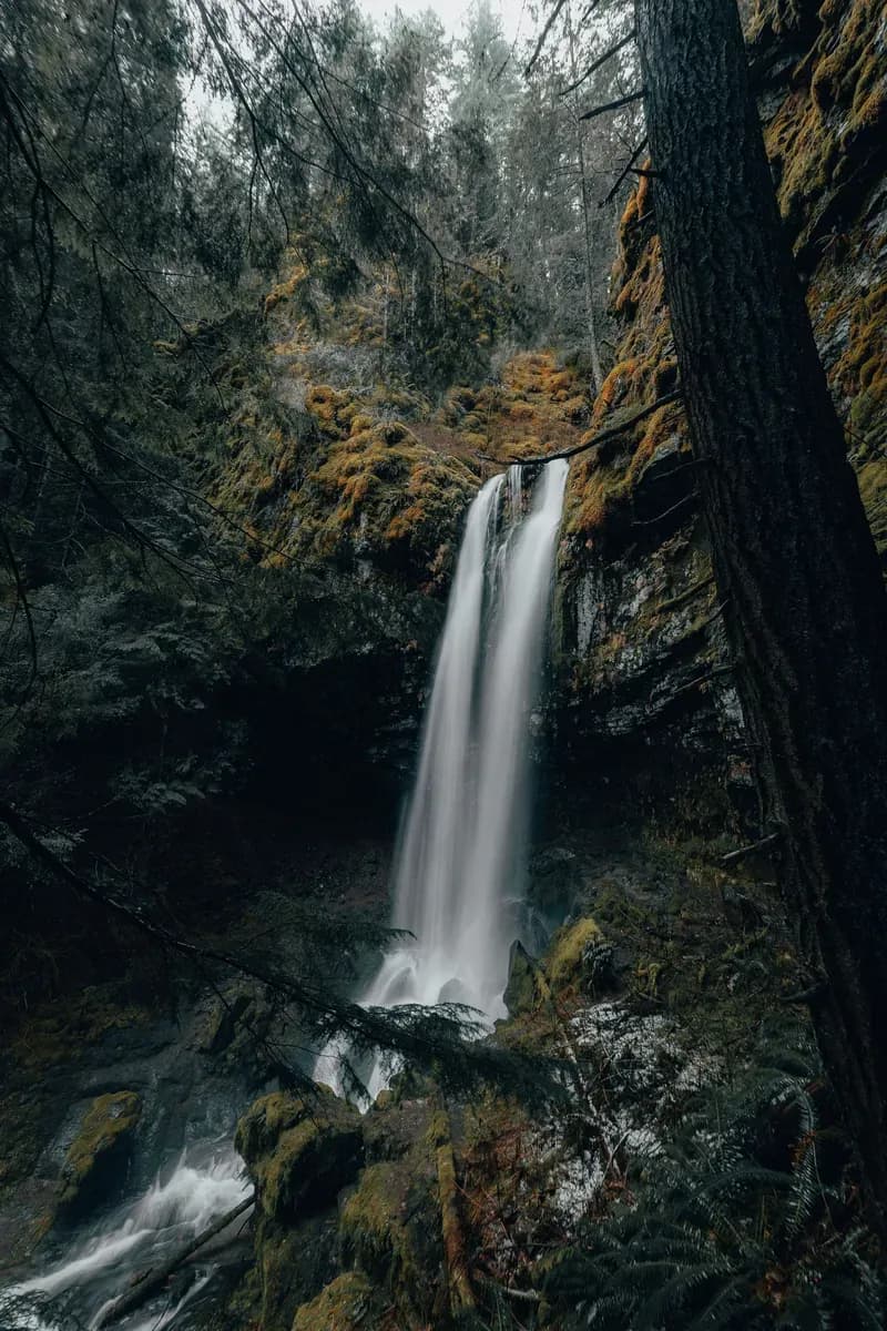 A waterfall in a forest